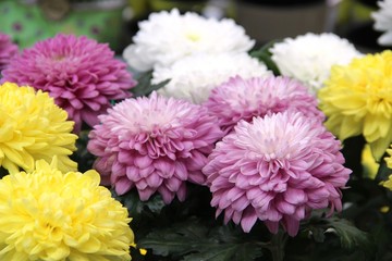 Asters are multicolored, selective focus. Flowers Asters bright yellow, pale pink and white colors, close-up.