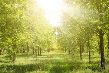 Alley in an elm grove in the sunlight. Green forest in early summer. Natural summer landscape