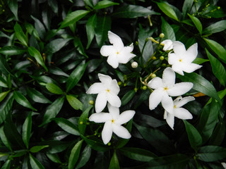 The white flower in the garden is a bright background.