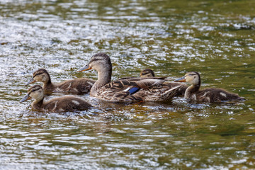 Hembra de Ánade Real nadando con sus crías en el río. Anas platyrhynchos.