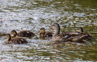 Anas platyrhynchos. Hembra de Ánade Real nadando con sus crías en el río.