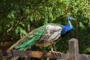 Obraz premium bright beautiful peacock sitting on a tree