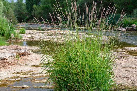 Phragmites australis. Carrizo. Vegetaci&oacute;n humedal.