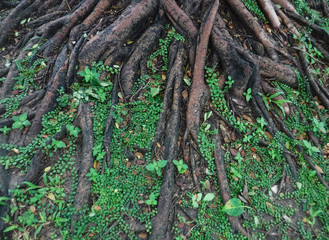 Beautiful natural tree roots are growing.