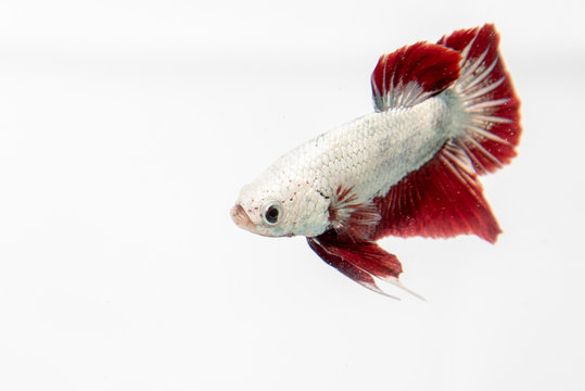 Betta HMPK Red dragon