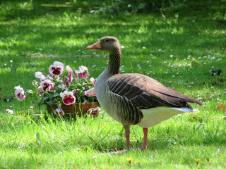 Obraz premium goose on green grass with flowers in background