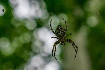 spider on a web