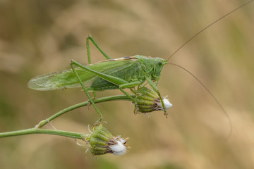 insekz auf blüte