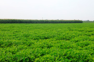 Fototapeta na wymiar peanut plants in the fields