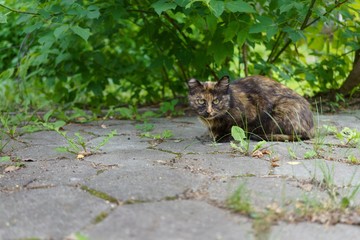 A homeless animal (cat) sits under a green bush on the street and stares intently
