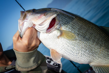 Bass fish in the hand of a fisherman