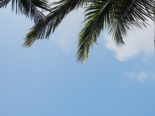 Branches of coconut palm against blue sky in Kochi, Kerala, India