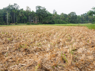 Field after harvesting rice in Kochi, Kerala, India
