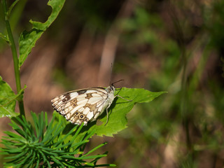 Marbled White butterfly basking in sunshine on leaf. Melanargia galathea.