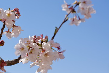 桜