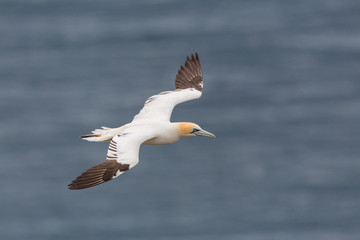 close-up one gannet (morus bassanus) in flight, blue sea