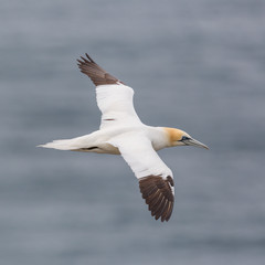 close view flying gannet (morus bassanus), blue sea