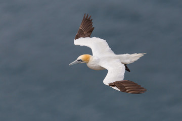 close-up natural flying gannet (morus bassanus), blue sea