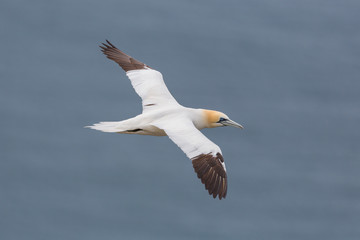 detailed portrait gannet (morus bassanus) in flight, blue sea
