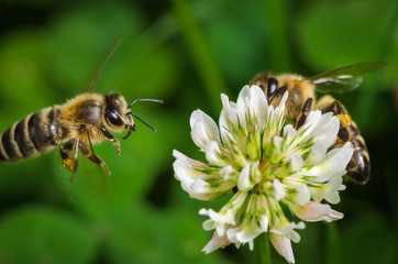 Macroshot of a bee collecting pollen of a clover flower