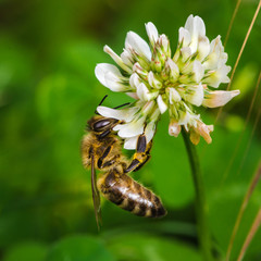Macroshot of a bee collecting pollen of a clover flower