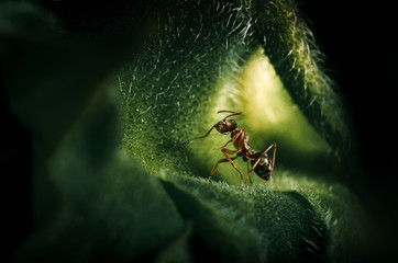 Makroaufnahme einer Ameise, die auf einem Sonnenblumenblatt sitzt