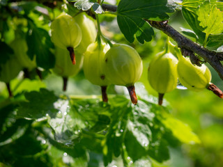 Branch of a bush of gooseberries with ripe berries with drops after rain in the garden.
