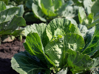Organic cabbage grow in the vegetable garden.