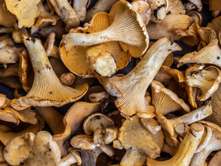 Fresh yellow chanterelles on grey background.