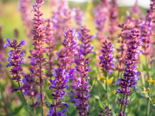 Beautiful purple sage flowers blooms in the summer meadow. Flower background.