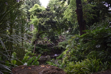 Rainforest 