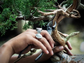  het maken van dood hout jeneverbes bonsai boom © ANUCHA