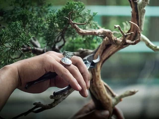Schilderijen op glas het maken van dood hout jeneverbes bonsai boom © ANUCHA
