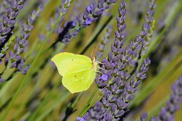 Papillon - Le Citron