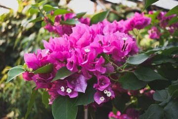 pink flowers in the garden