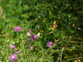 Two marbled white butterflies contest a flower, one in flight. Melanargia galathea.