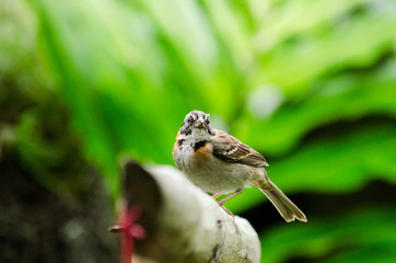 Bird