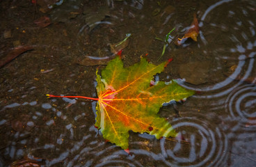 Maple leaf under water while raining