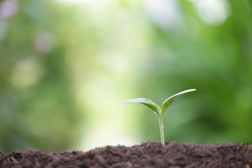Young green plant growing in the morning with dew