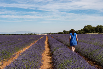 Walking in the lavender field