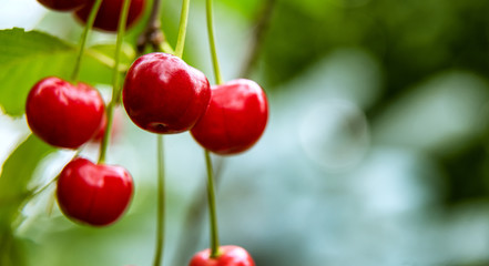 Close-up of few red cherries growing on tree branch
