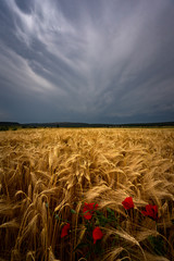 tormentas de verano sobre campos de cultivo de trigo con amapolas en España 