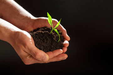 World environment day concept:The mans hand holding a small tree. Two hands holding a light green tree. holding seedlings isolate.Seedlings are growing in the days ahead.- Image