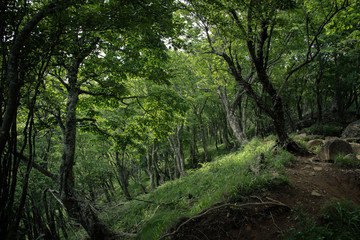 神奈川県　大山