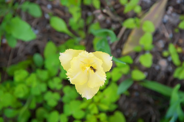 Macro photo nature flower tulip.