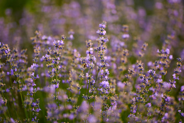 Fototapeta premium Blooming lavender closeup