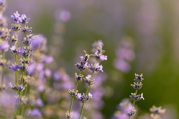 Blooming lavender closeup