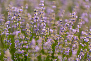 Obraz premium Blooming lavender closeup