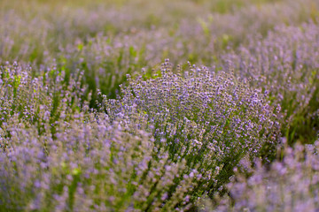 Fototapeta premium Blooming lavender closeup