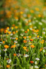Pot marigold flowers in the garden